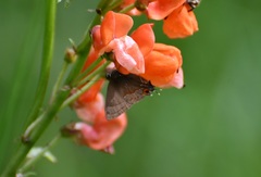Electrostrymon guzanta