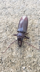 Stenodontes exsertus