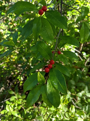 Image of Smooth Winterberry (Ilex laevigata) by (c) Zac Peterson, some rights reserved (CC BY)
