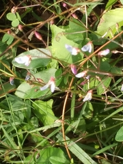 Hylodesmum nudiflorum