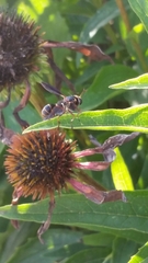 Physocephala sagittaria