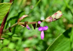 Desmodium pringlei