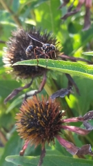Physocephala sagittaria