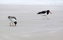 Haematopus palliatus
