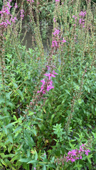 Lythrum salicaria