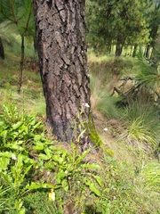 Senecio mulgediifolius