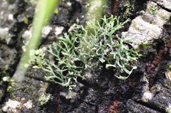 Heterodermia leucomelos