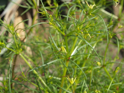 pitchfork (Dicranocarpus parviflorus)