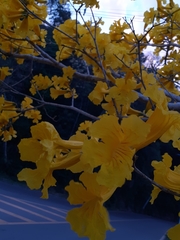 Handroanthus umbellatus