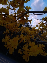 Handroanthus umbellatus