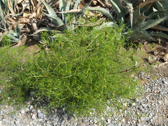 Dicranocarpus parviflorus