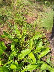 Senecio mulgediifolius