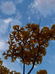 Handroanthus umbellatus