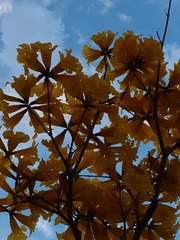 Handroanthus umbellatus