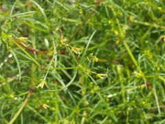 Dicranocarpus parviflorus