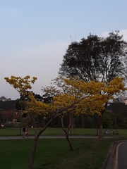 Handroanthus umbellatus