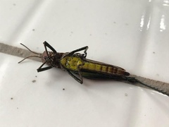 Maculiparia rotundata