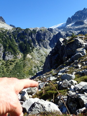 Vahlodea atropurpurea