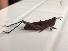 Maculiparia rotundata