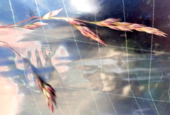 Vahlodea atropurpurea