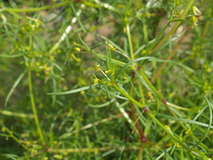 Dicranocarpus parviflorus