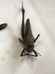 Maculiparia rotundata