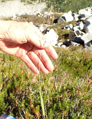 Vahlodea atropurpurea