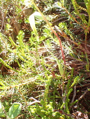 Vahlodea atropurpurea