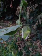 Passiflora actinia