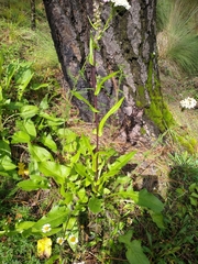 Senecio mulgediifolius