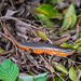 Fire-sided Skink - Photo (c) Rui Cambraia, some rights reserved (CC BY-NC), uploaded by Rui Cambraia
