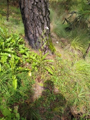 Senecio mulgediifolius