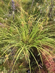 Carex gynandra