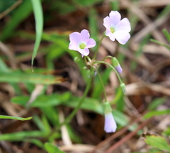 Oxalis violacea