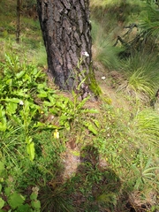 Senecio mulgediifolius