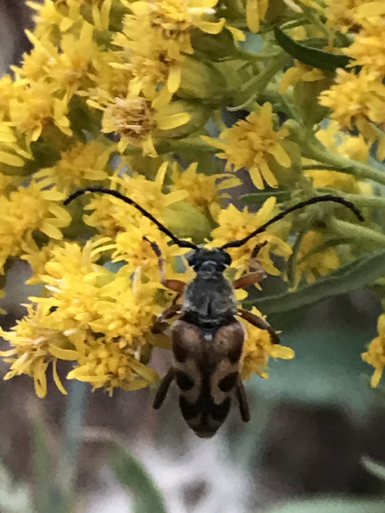 Typocerus confluens