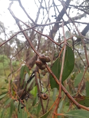 Eucalyptus macrorhyncha
