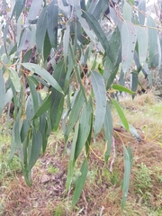 Eucalyptus macrorhyncha
