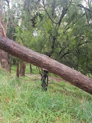 Eucalyptus macrorhyncha