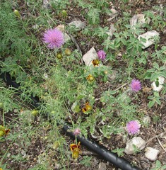 Cirsium texanum