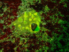 Polymastia pachymastia