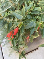 Begonia boliviensis