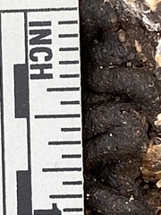 Geococcyx californianus