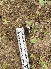 Geococcyx californianus