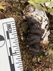 Geococcyx californianus