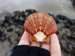 Pecten novaezelandiae