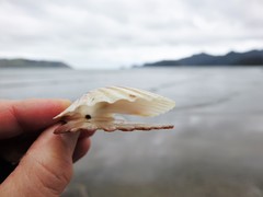 Pecten novaezelandiae