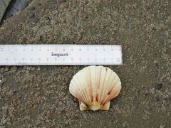 Pecten novaezelandiae