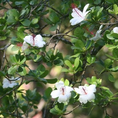 Hibiscus arnottianus