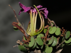 Bauhinia ramosissima
